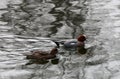 Falcated Duck